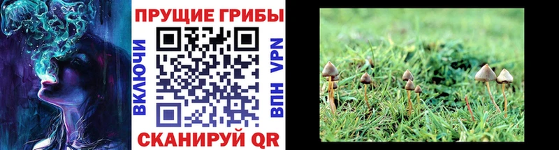 Псилоцибиновые грибы Psilocybine cubensis  мега ссылки  Озёры 